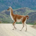 /album/octavo-xi-region/l-708-guanaco-jpg/